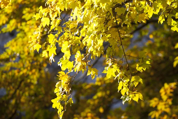 Kvist med blad gulnat — Stockfoto