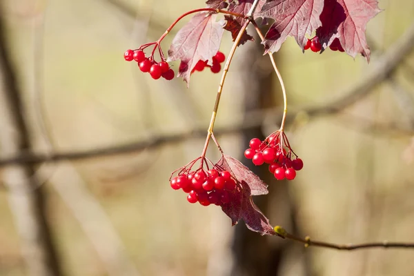 Branch of redviburnum berries — Stock Photo, Image