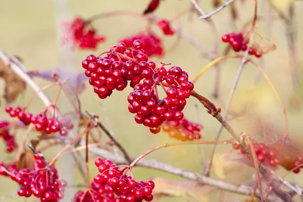 Branch of redviburnum berries — Stock Photo, Image