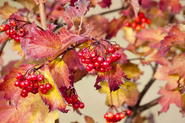 Branch of redviburnum berries — Stock Photo, Image