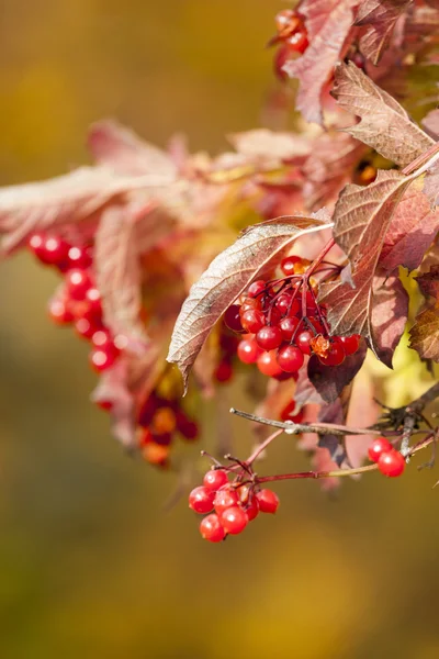 Redviburnum 浆果的分支 — 图库照片