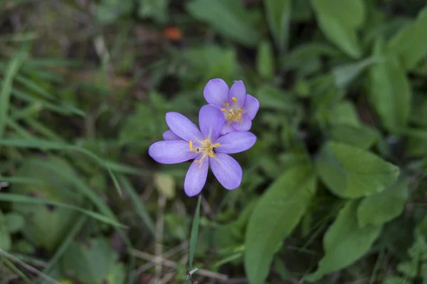 Blomma krokusar i höst fält — Stockfoto