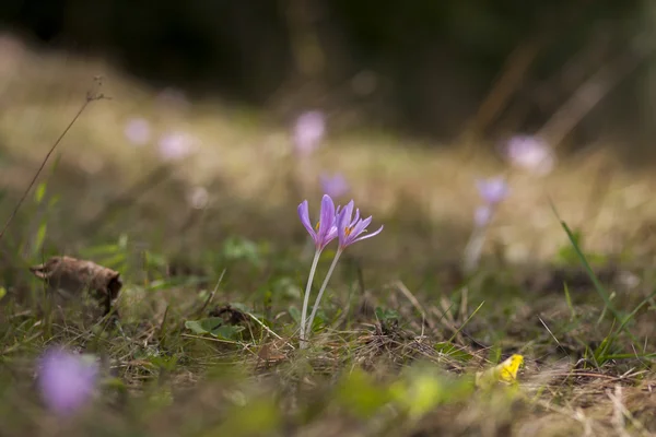 Crocus de fleurs dans le champ d'automne — Photo