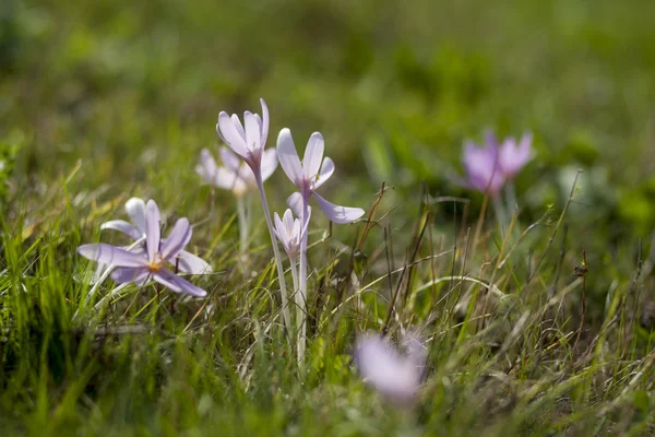 Bloem Krokussen in herfst veld — Stockfoto