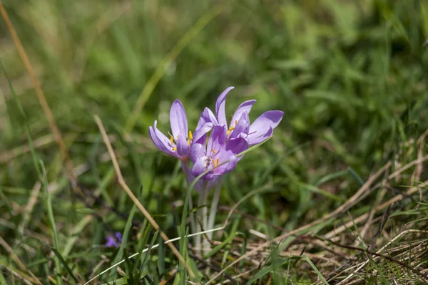 Bloem Krokussen in herfst veld — Stockfoto