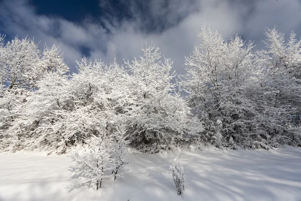 Winter in Bergen — Stockfoto