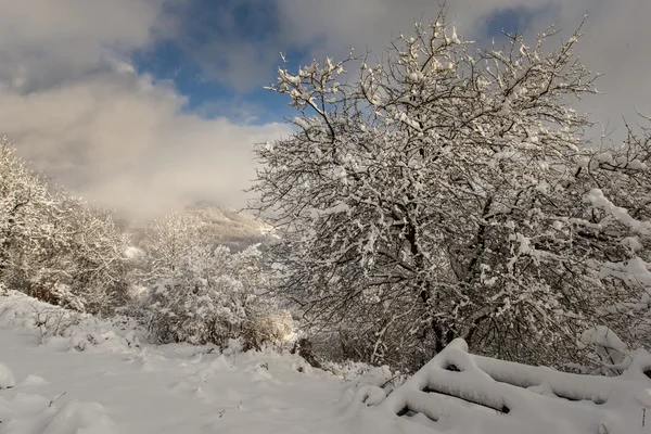 Carpatians winter time — Stock Photo, Image