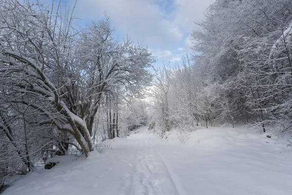 Carpatianos hora de inverno — Fotografia de Stock