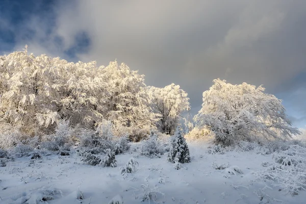 Carpatians tiempo de invierno — Foto de Stock