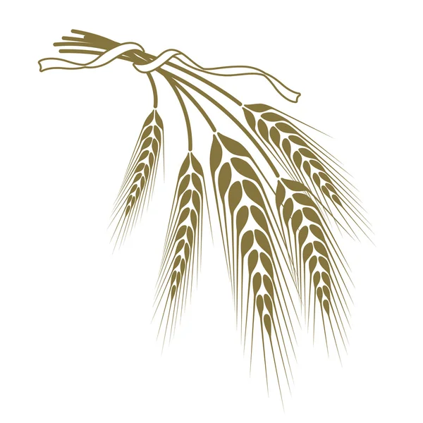 A búza Spikelets kötött szalaggal — Stock Vector