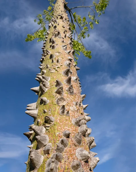 Ceiba speciosa дерево ствол закрыть в летний день — стоковое фото