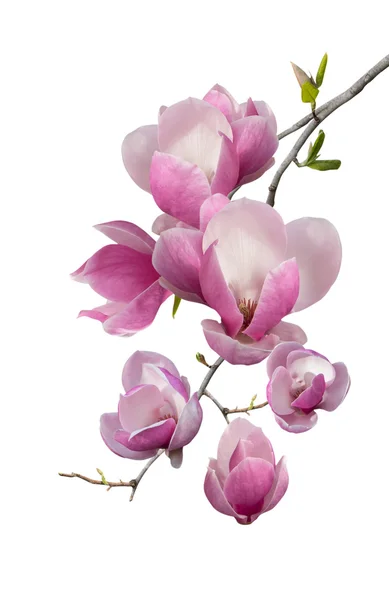 Oddział kwitnących magnolii — Zdjęcie stockowe