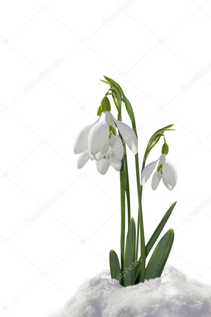 Snowdrops in the snow isolated on white background