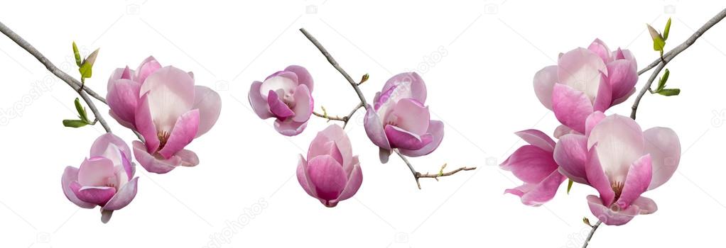 branches blooming magnolia isolated