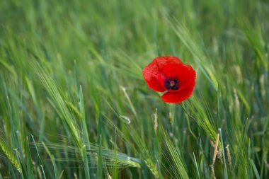 Bright red poppy on a contrasting background of green grass clipart