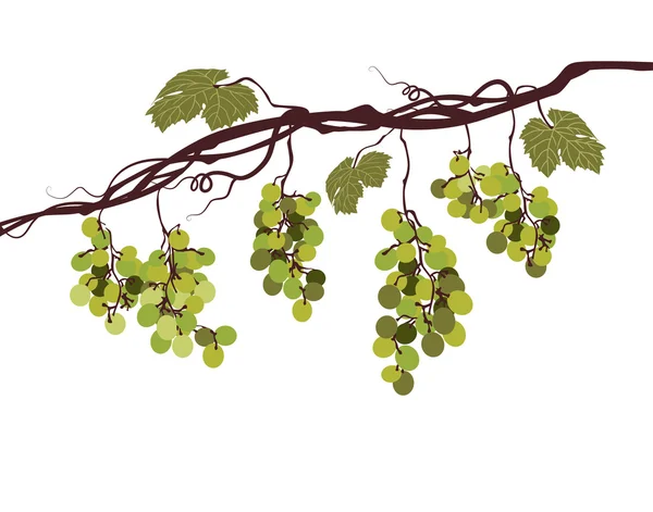 Sstylized graficzny obraz winorośli z winogron różowy — Wektor stockowy