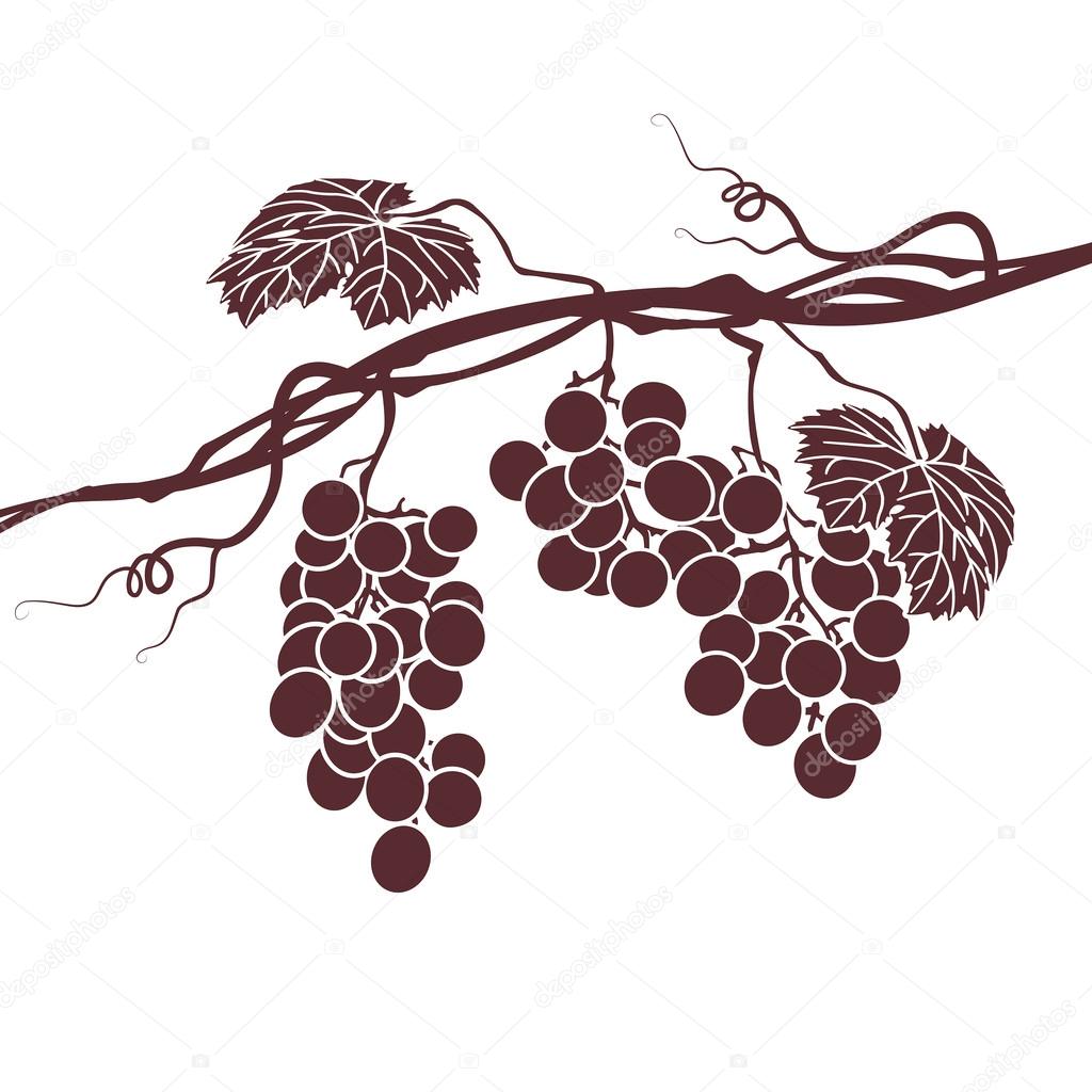 Monochrome illustration of the vine on a white background