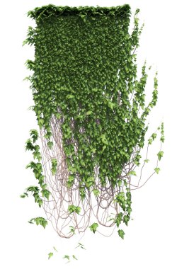 Ivy yeşil bitki üzerinde izole beyaz arka plan