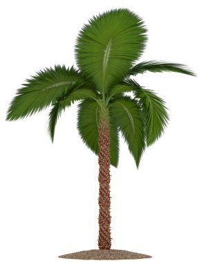 Beyaz arkaplanda izole edilmiş palmiye ağacı