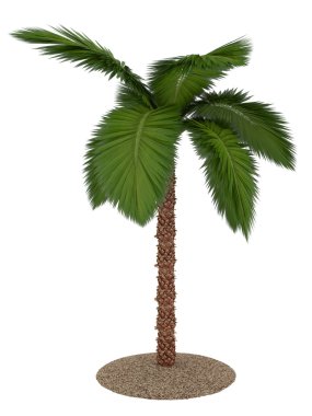 Beyaz arkaplanda izole edilmiş palmiye ağacı