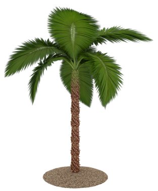 Beyaz arkaplanda izole edilmiş palmiye ağacı