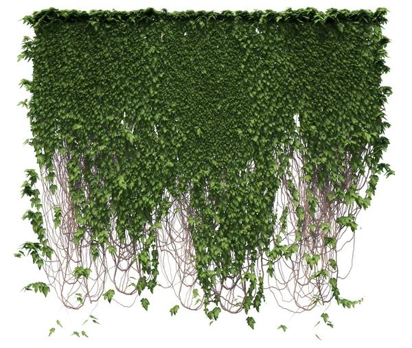 Ivy green plantera isolerade på vit bakgrund — Stockfoto