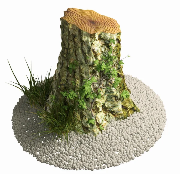 Old rotten stump in forest — Stock Photo, Image