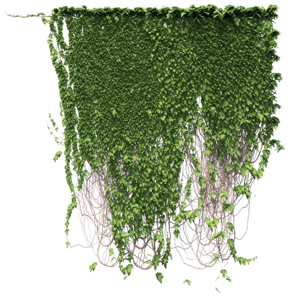 ツタの緑植物の孤立した白い背景 — ストック写真