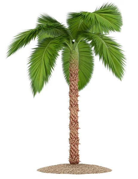 Palm tree isolated on white background — Stock Photo, Image