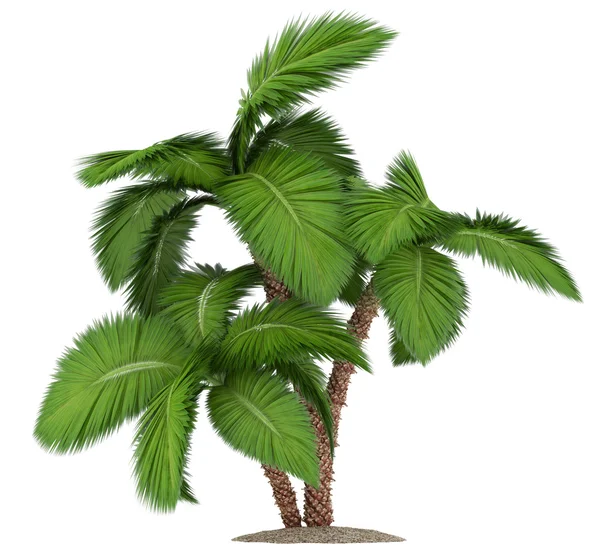 Palm tree isolated on white background — Stock Photo, Image