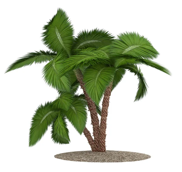 Palm tree isolated on white background — Stock Photo, Image