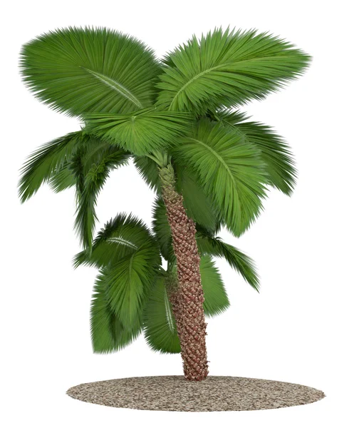 Palm tree isolated on white background — Stock Photo, Image