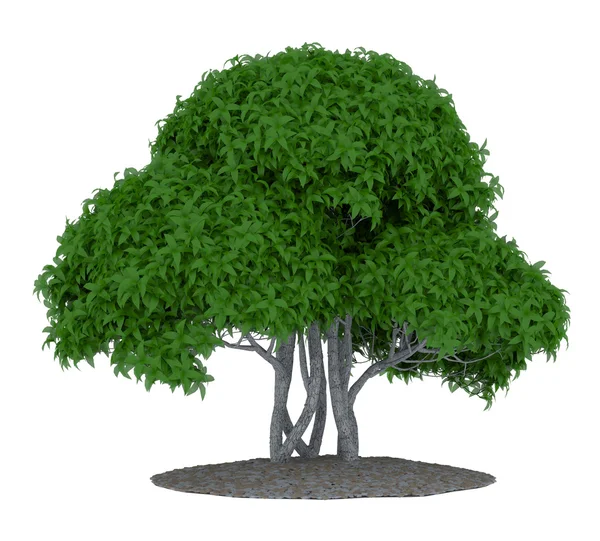 Tree isolated on white background — Stock Photo, Image