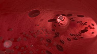 endotel. kırmızı kan hücreleri