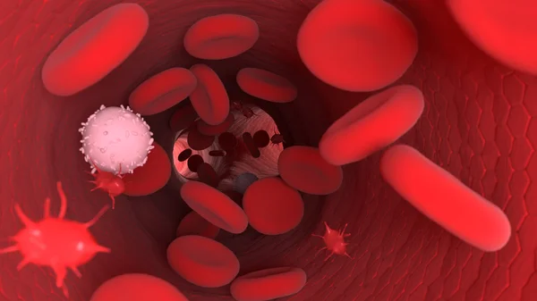 Endothelium. Red blood cells — Stock Photo, Image