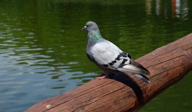 Güvercin, güvercin