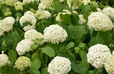 Viburnum opulus roseum