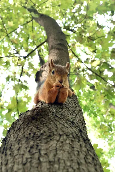 Écureuil roux sur l'arbre — Photo