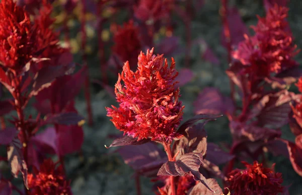 Primo piano fiore rosso — Foto Stock