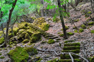 ağaçlar yosun kaplı
