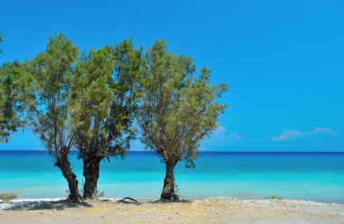 Ağaçların arasından turkuaz Deniz Manzaralı