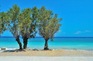 Ağaçların arasından turkuaz Deniz Manzaralı
