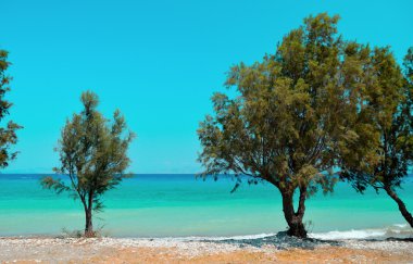 Ağaçların arasından turkuaz Deniz Manzaralı