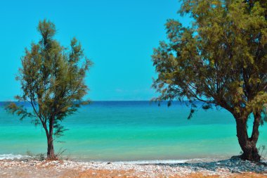 Ağaçların arasından turkuaz Deniz Manzaralı