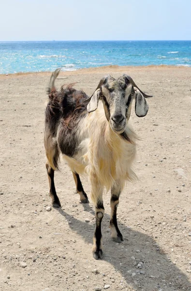 Die Ziege steht am Ufer des Meeres — Stockfoto