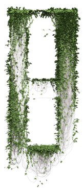 Growing ivy leaves isolated on a white background clipart