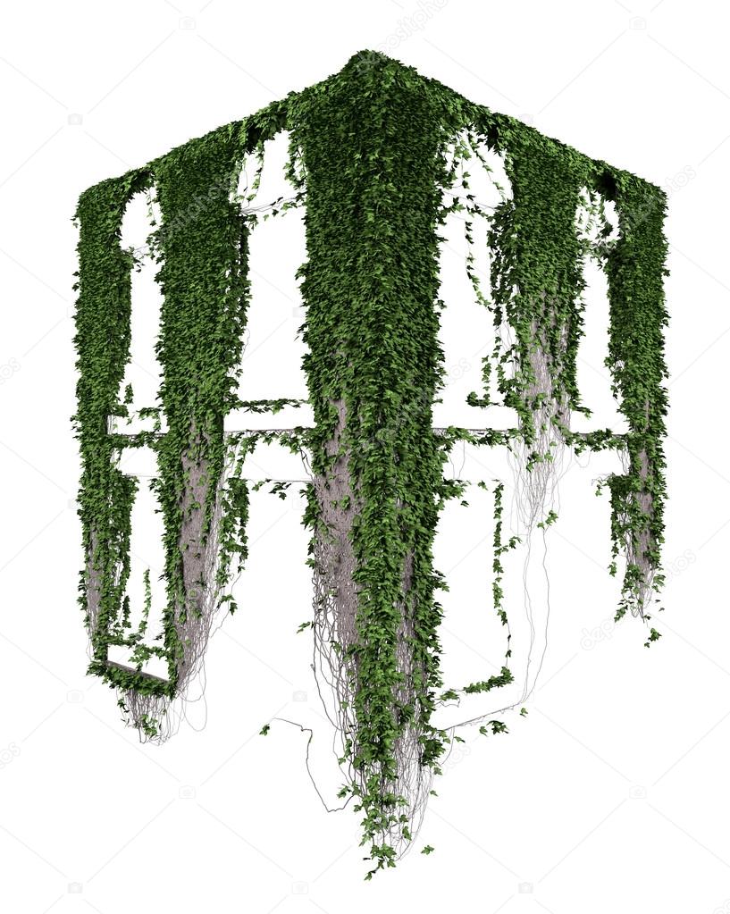 Growing ivy leaves isolated on a white background