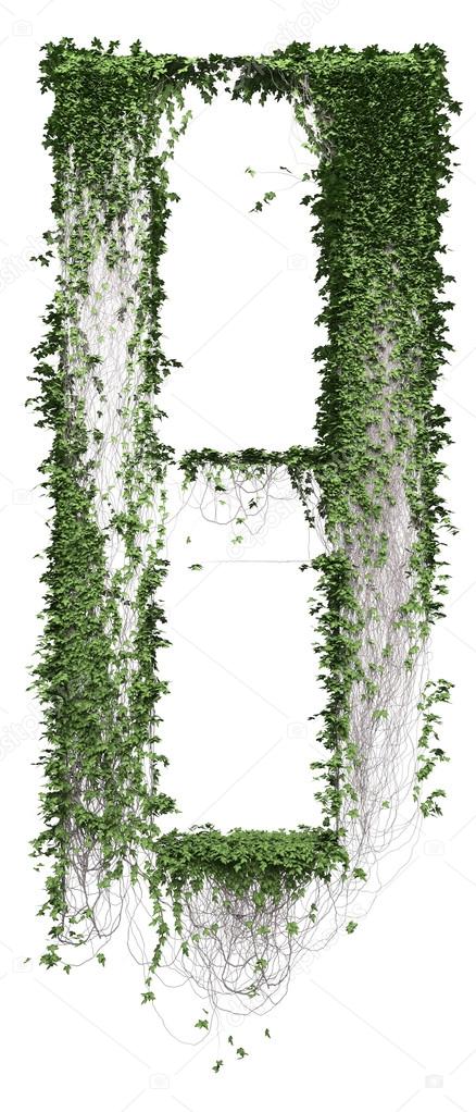 Growing ivy leaves isolated on a white background