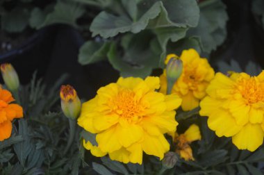 Güzel şakayıklar, ponponlar ve taze çiçekler.