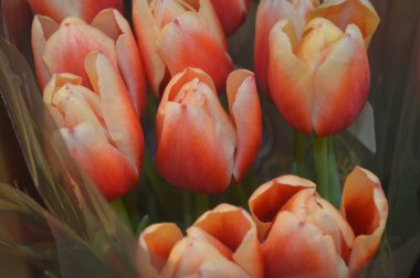 Lale buketi ve lale soğanı.